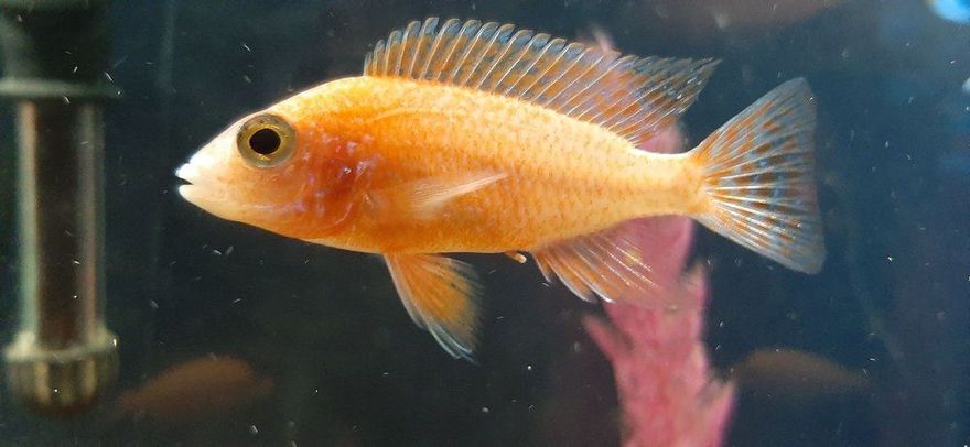 Orange fish swimming in a tank with dark background and pink plants