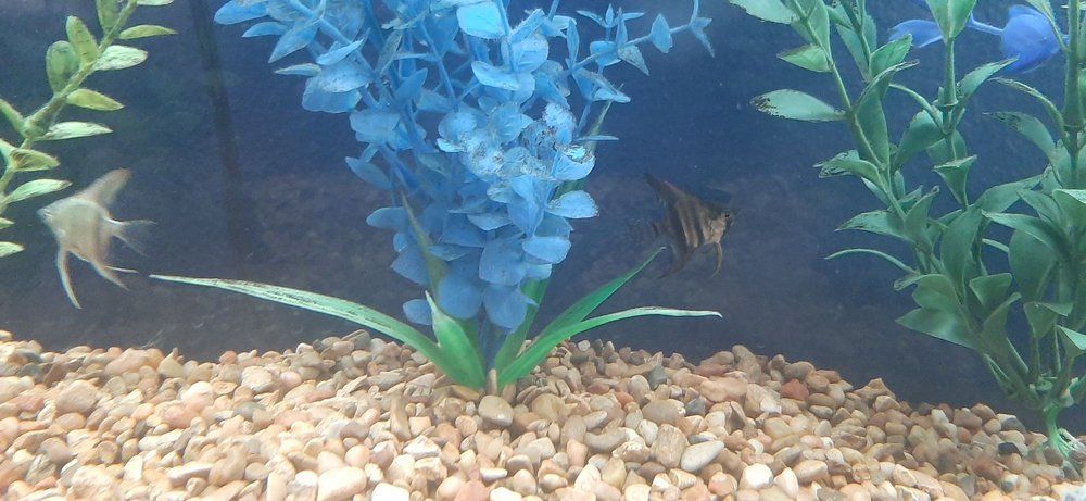 Aquarium with blue plastic plants and gravel, featuring a small fish near the center