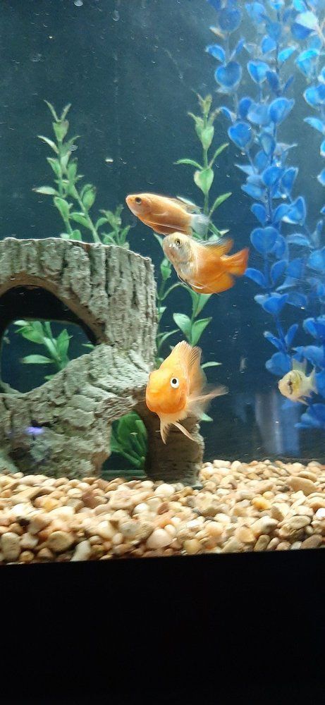 Three orange fish swim in a gravel aquarium with blue plants and a castle ornament.