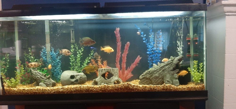 Colorful freshwater aquarium with fish, pink coral decor, plants, gravel, and decorative rocks