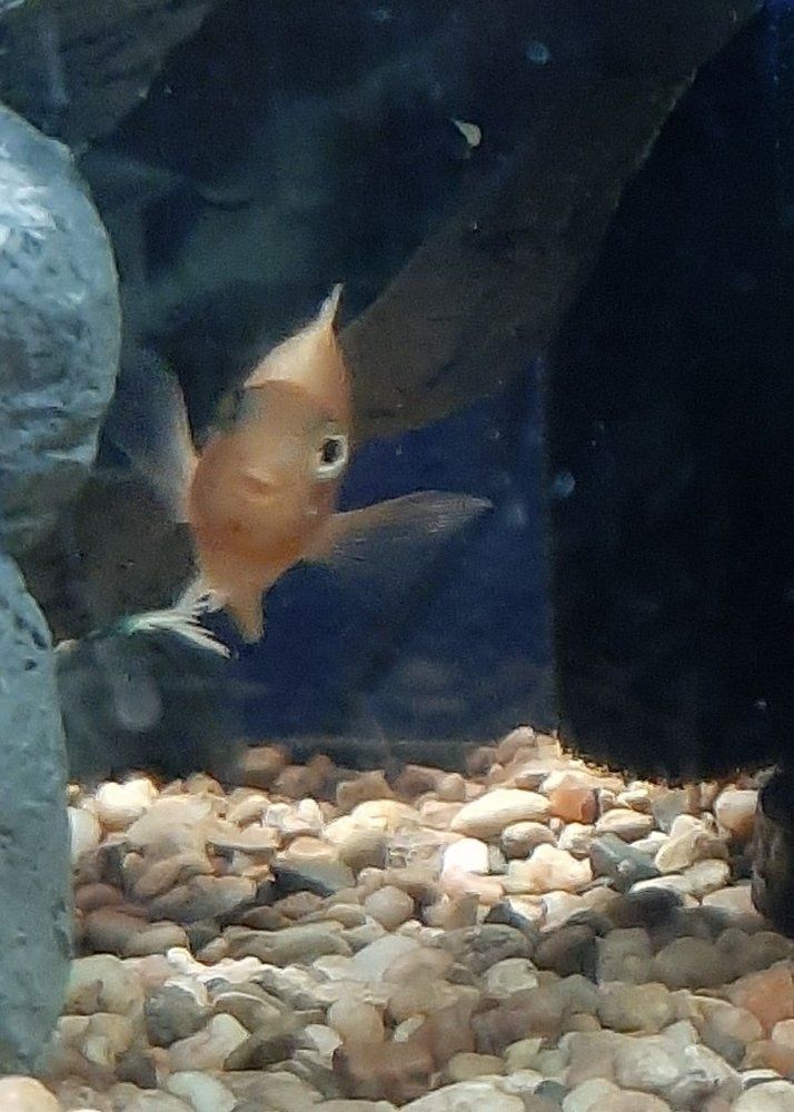 Small orange fish swimming in a gravel aquarium near dark rocks