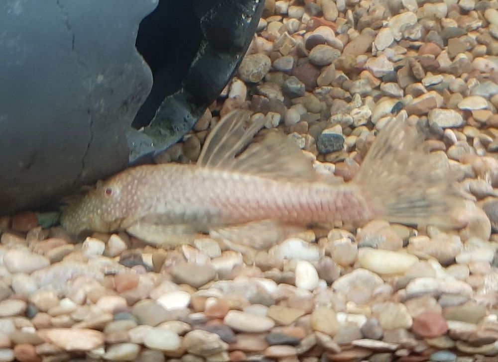Pale fish resting on pebbles beside a large dark object in shallow water