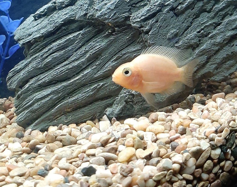 Pale orange fish swimming beside a dark rock over a gravel aquarium floor