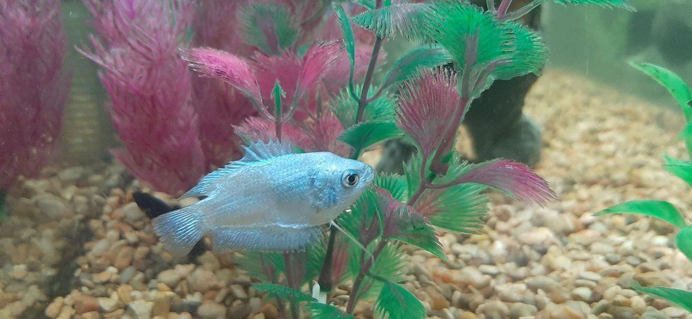 Blue fish swimming among pink and green aquarium plants over pebbled gravel