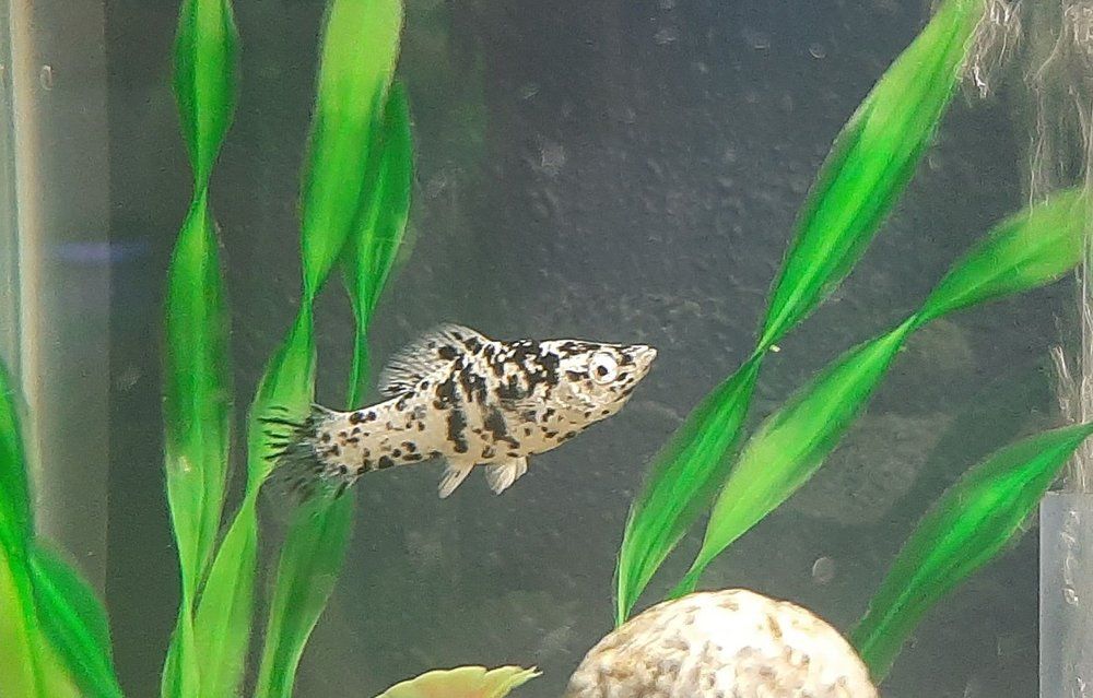 Black-and-white spotted fish swimming in an aquarium with bright green plants