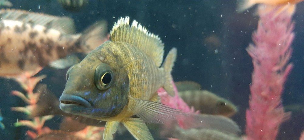 Close-up of a yellow-green fish in an aquarium with pink plants in the background