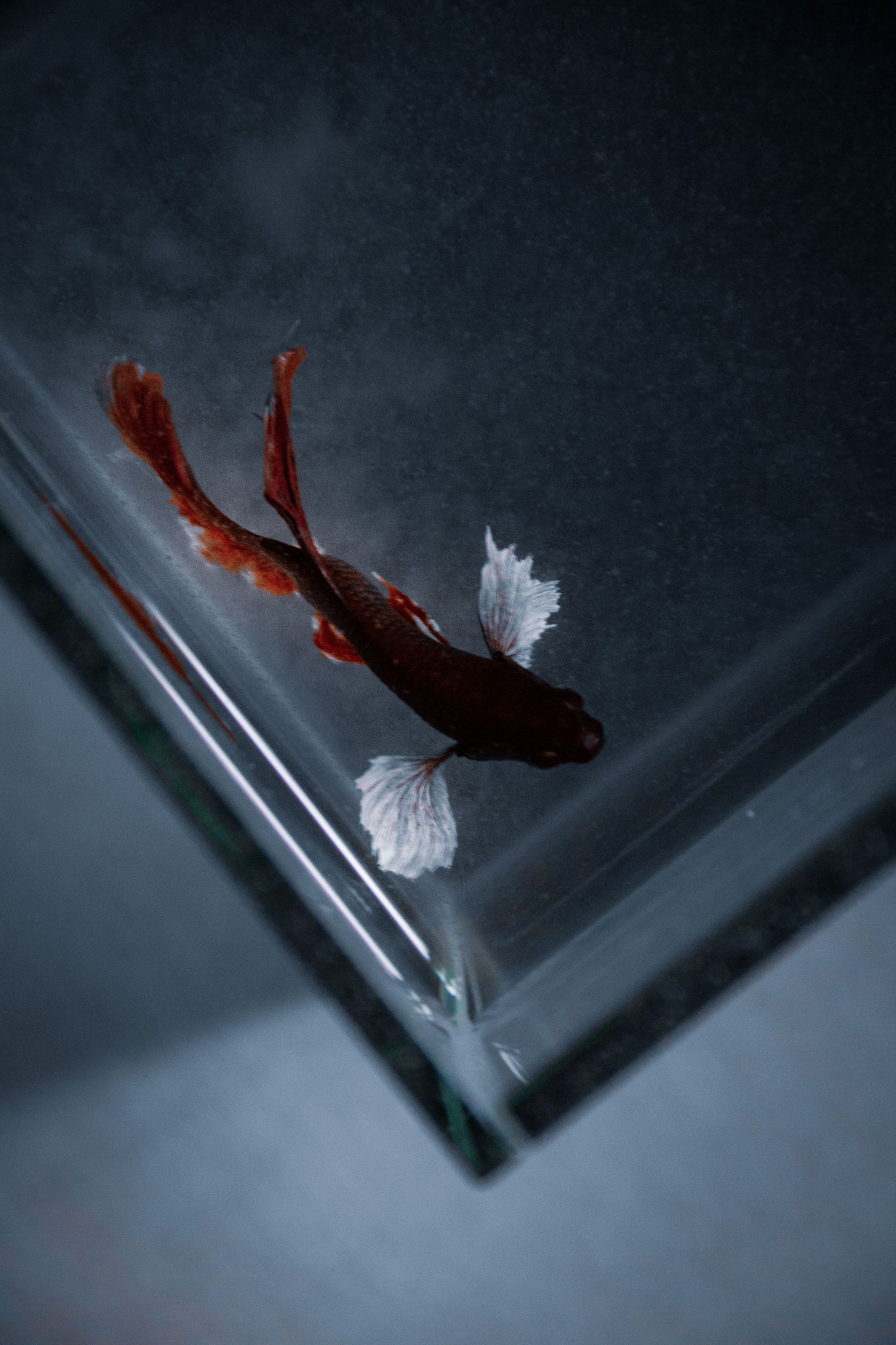 Red betta fish swimming in a dark glass tank corner with a white fin or decoration nearby
