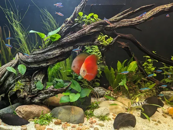 Red fish in a planted aquarium with driftwood, rocks, and green aquatic plants