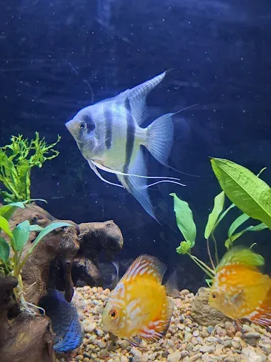 Two silver angelfish and two orange discus fish in a planted aquarium with rocks and gravel