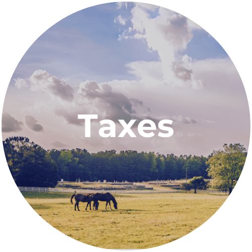 Two horses grazing in a field with the word taxes above them