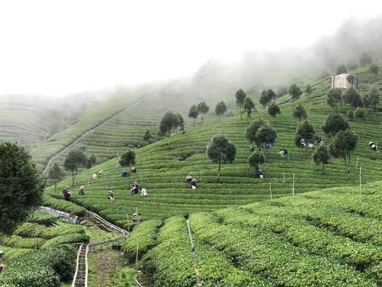 Misty green tea plantation on a hillside with scattered workers and narrow paths