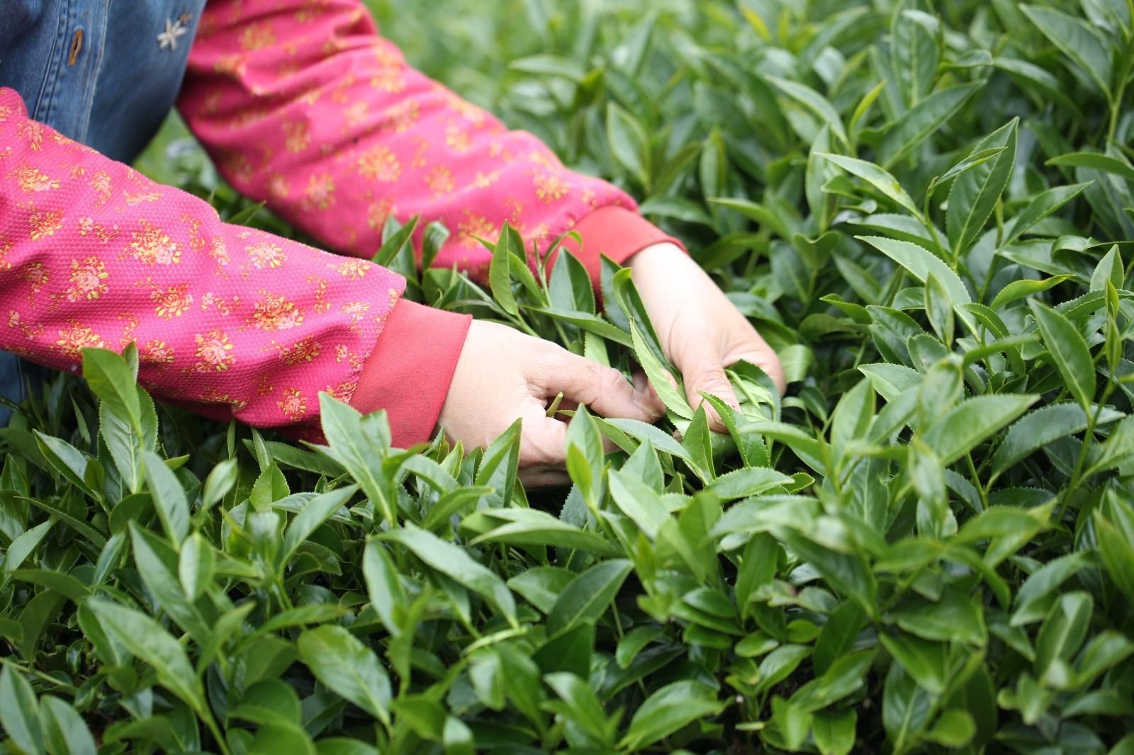 Hands harvesting green tea leaves in a field, wearing a pink patterned jacket