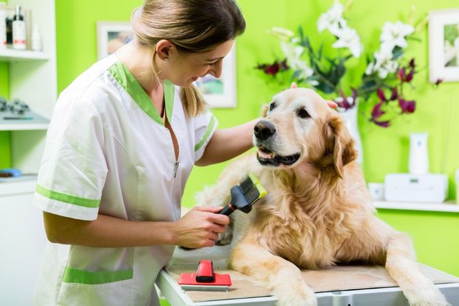 A person in a white and green uniform brushes a Golden Retriever on a grooming table in a green-walled room.