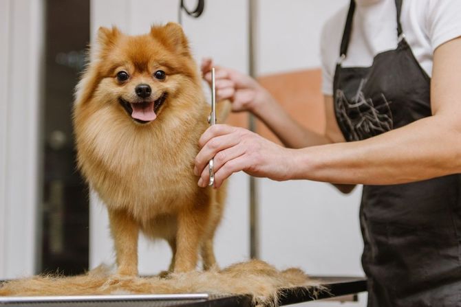 Mobile pet groomer washing a dog in a van.