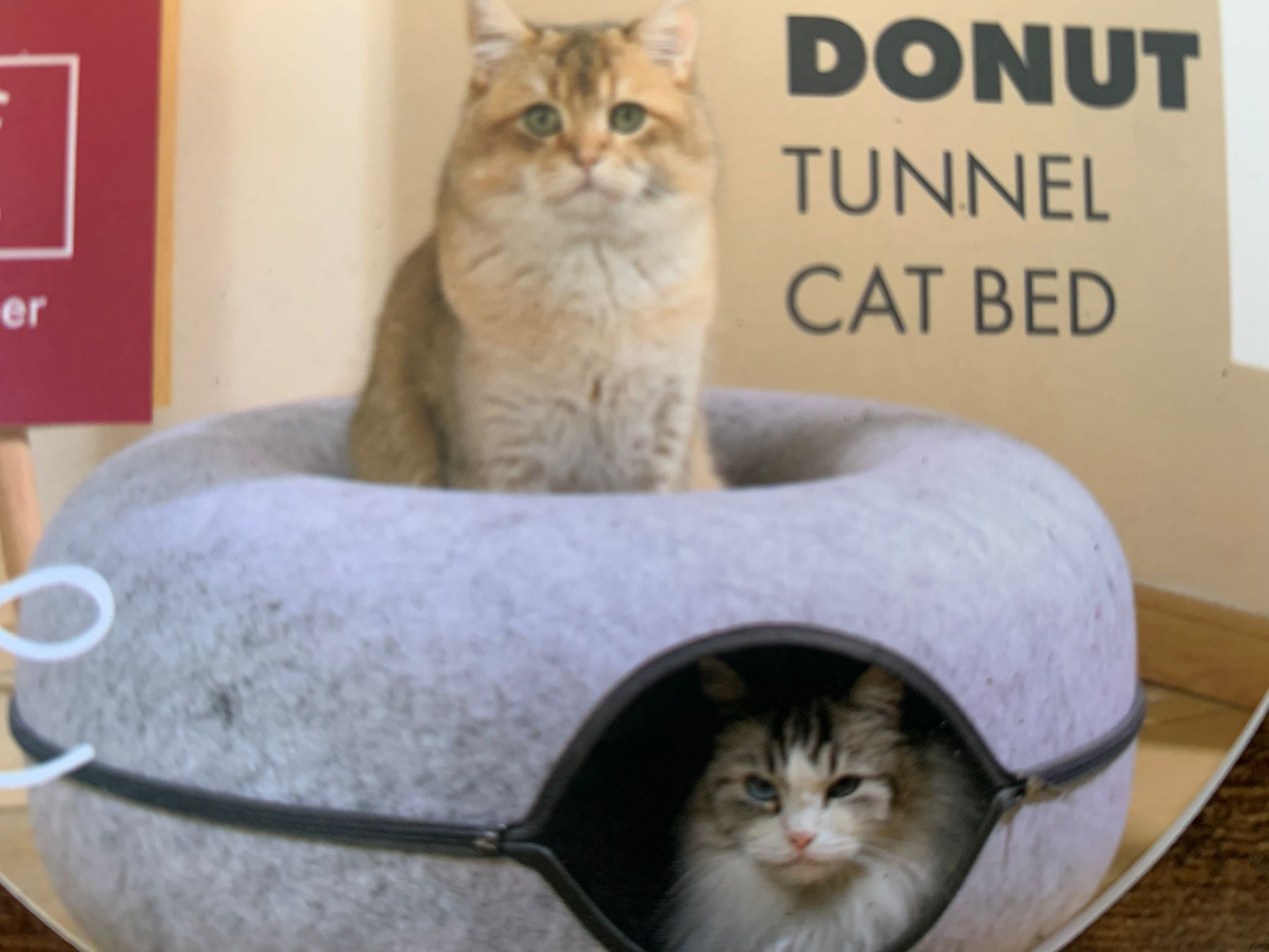 Due gatti sono in una cuccia a forma di tunnel di ciambella