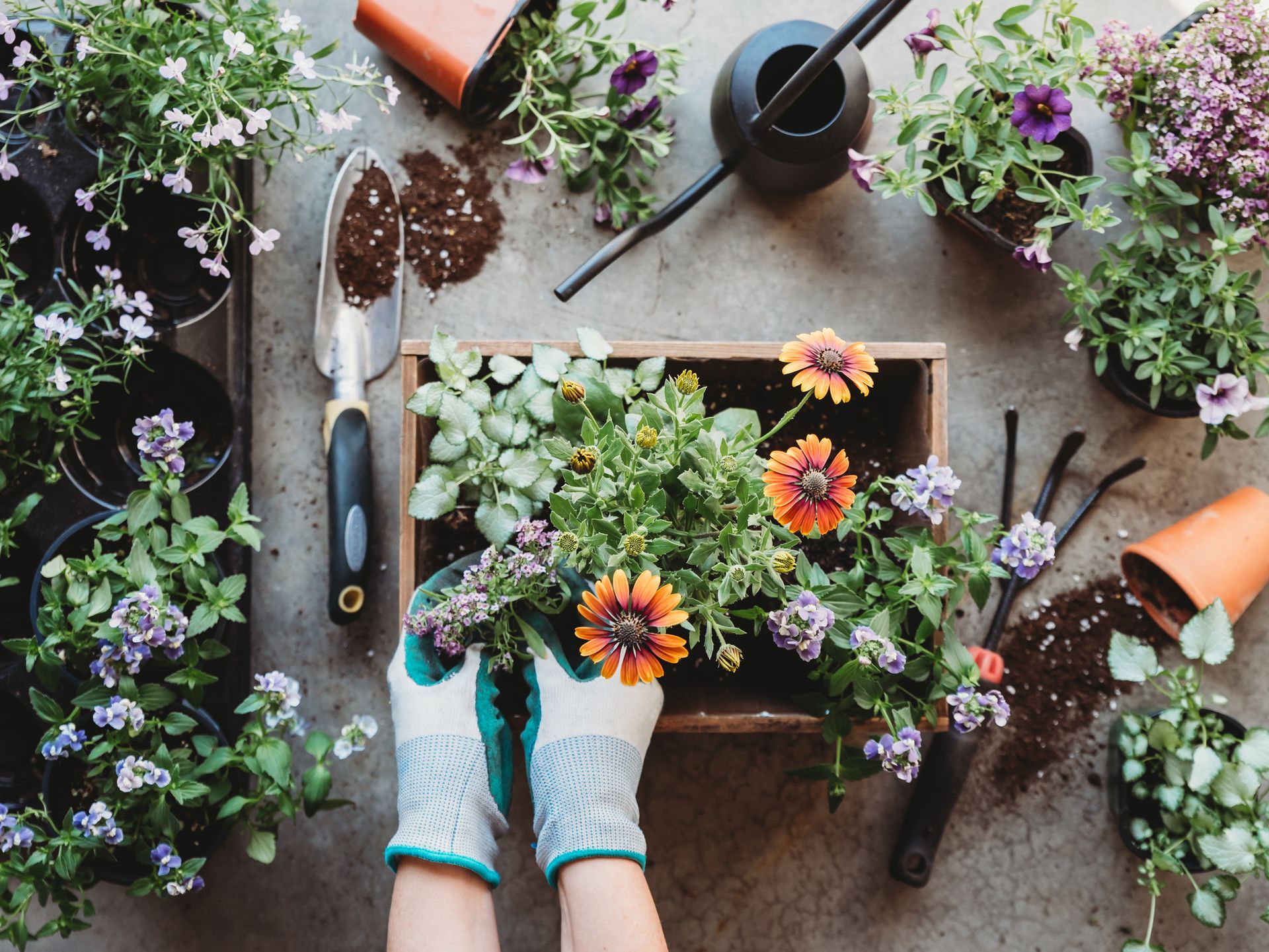 Una persona sta piantando fiori in una scatola di legno.