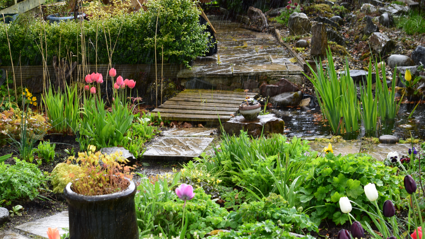 A garden with a stone path, wooden bridge, and lush greenery. Pink and white tulips bloom.