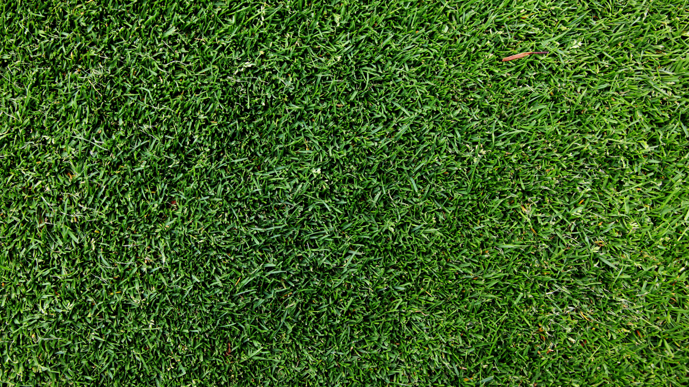 Close-up of a dense, vibrant green lawn.