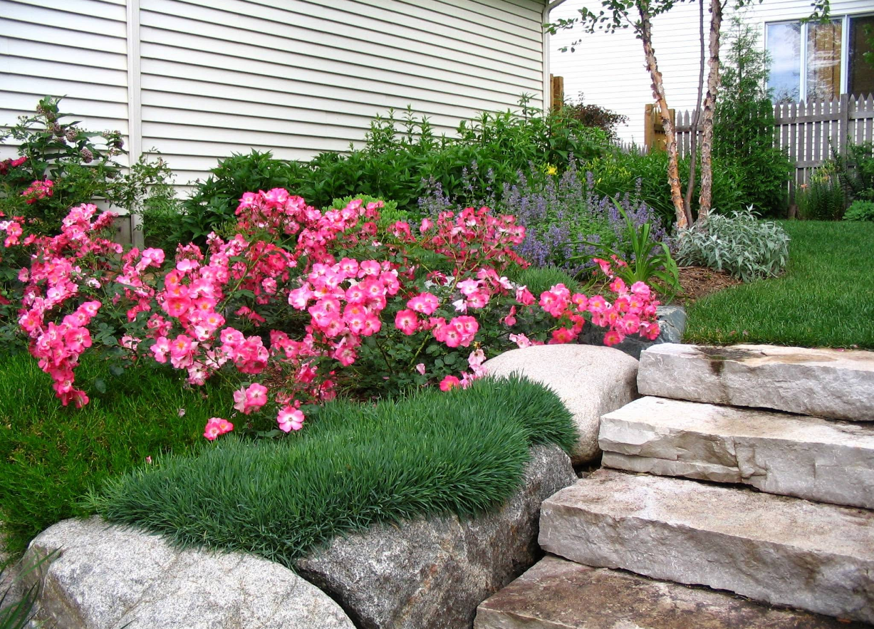 Pink roses bloom next to stone steps and rocks, in a lush garden.