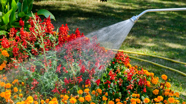 A garden with red and orange flowers being watered by a hose on a sunny day.