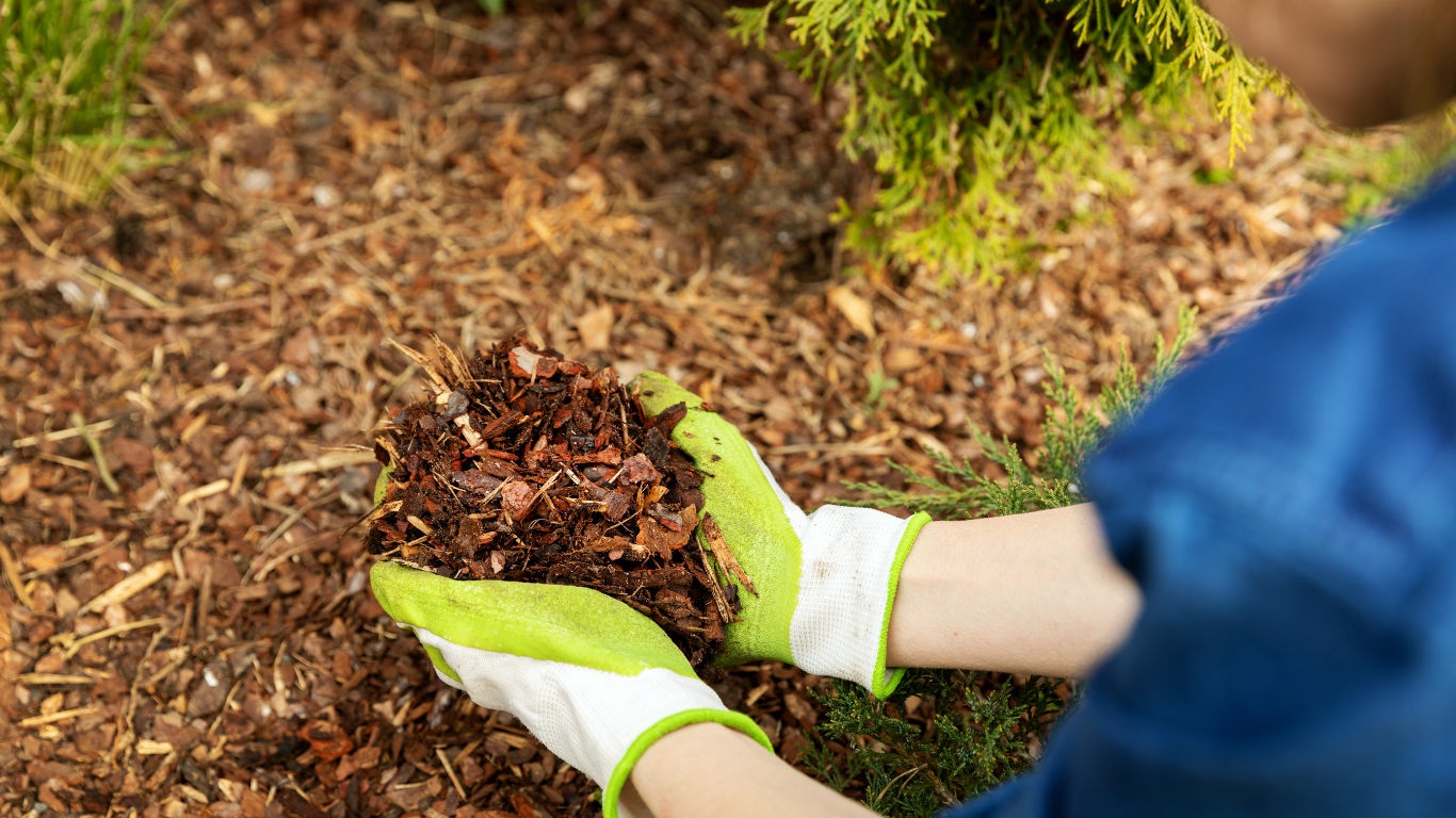 Person with gloved hands holding and examining mulch in a garden bed.