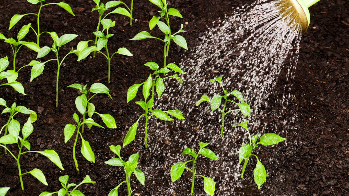 Green pepper seedlings being watered in dark soil.