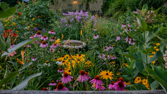 Colorful garden bed with pink, yellow, and purple flowers, and a bird bath.