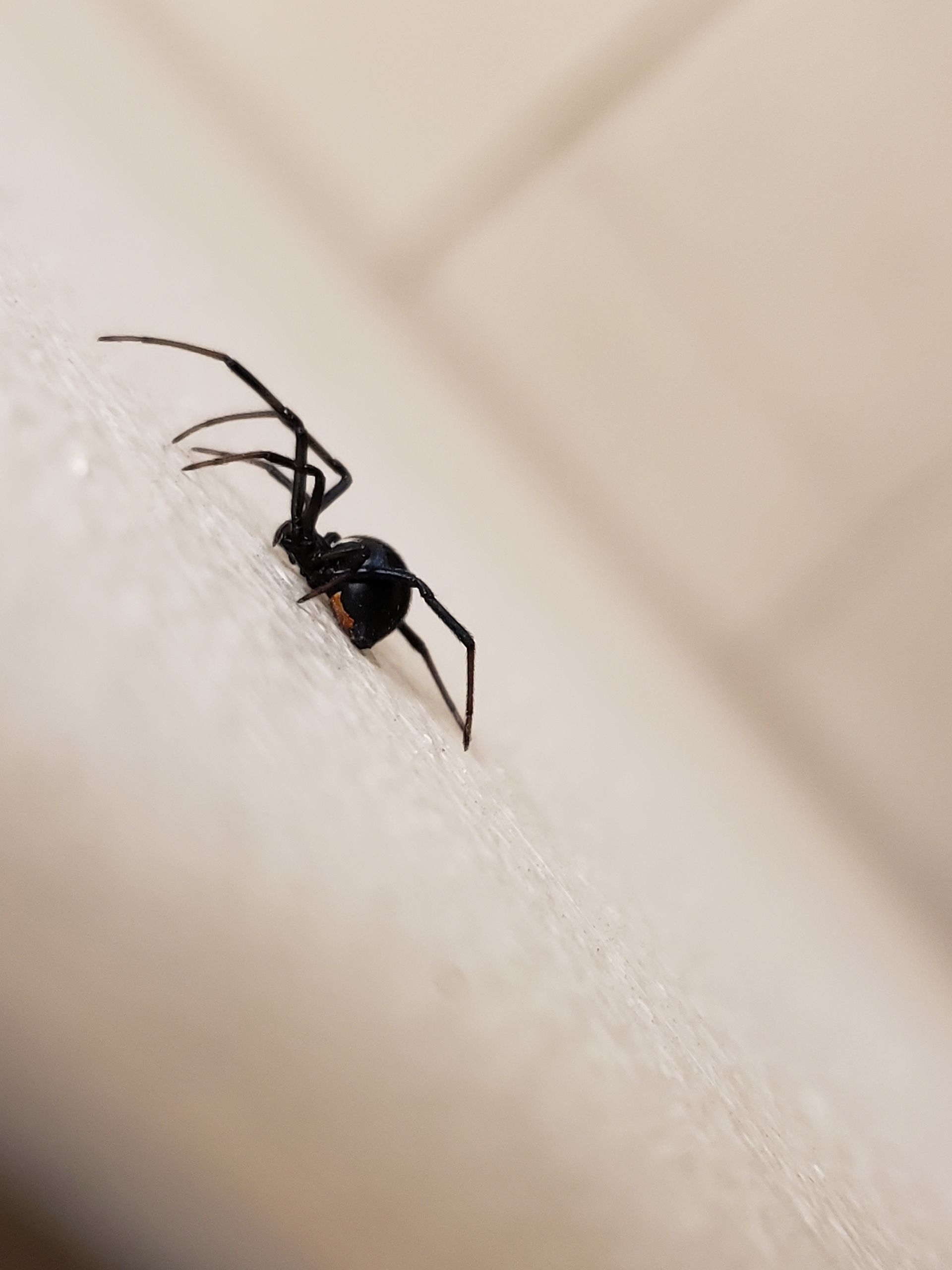 Black widow spider crawling across a kitchen floor, showcasing its shiny black body and distinctive red hourglass marking.