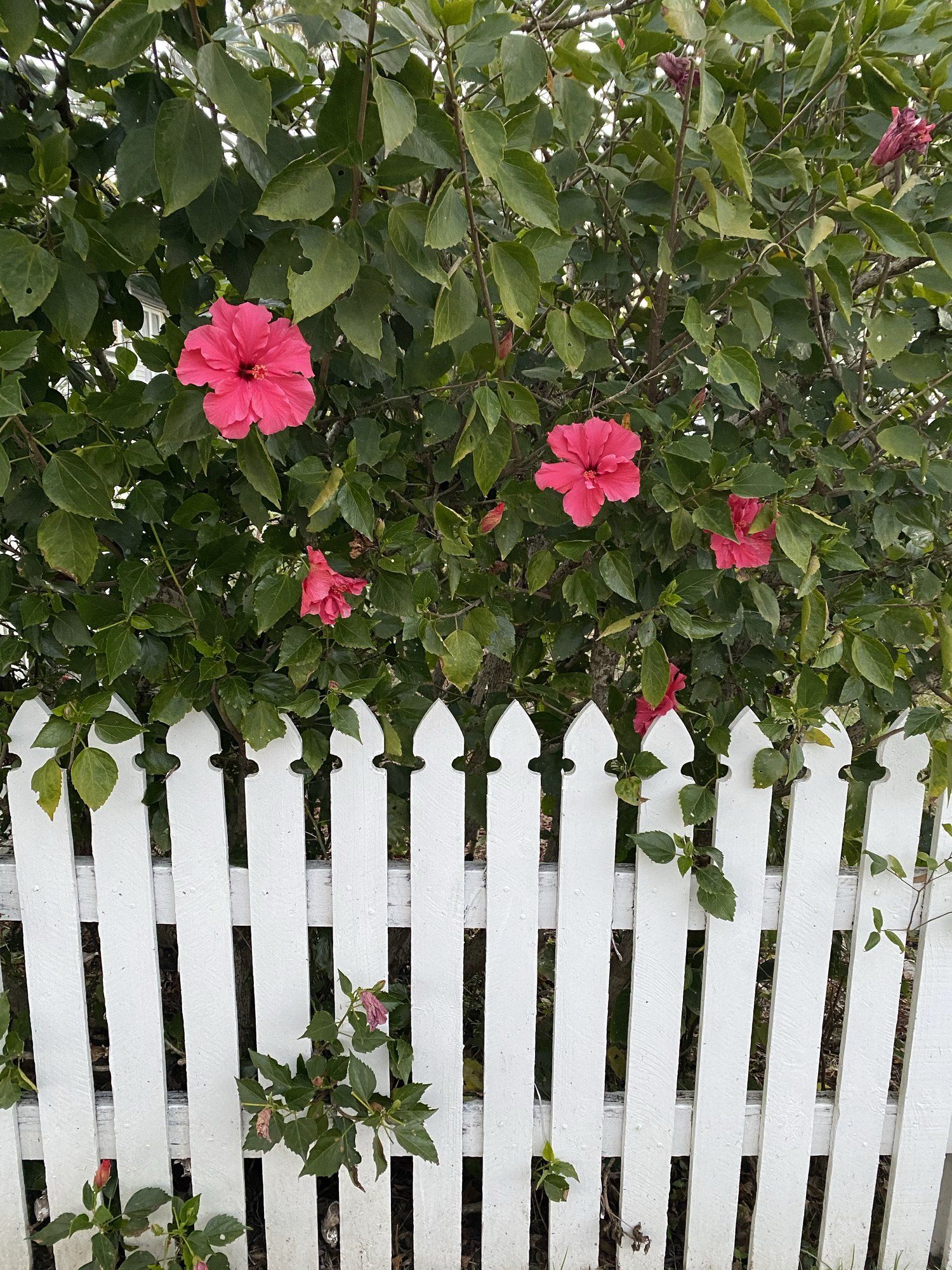 Wooden Fence - Bendigo, VIC - Action Fencing & Contracting Wooden Fence - Bendigo, VIC - Action Fencing & Contracting