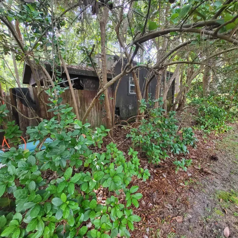A shed is surrounded by trees and bushes in the middle of a forest.
