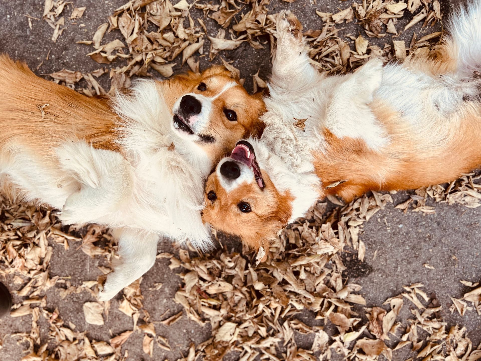 Two corgi dogs are playing with each other on the ground.