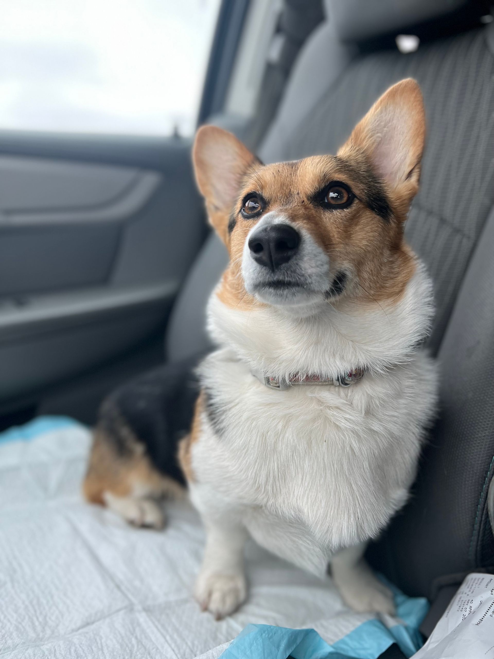 A brown and white dog is sitting in the back seat of a car.