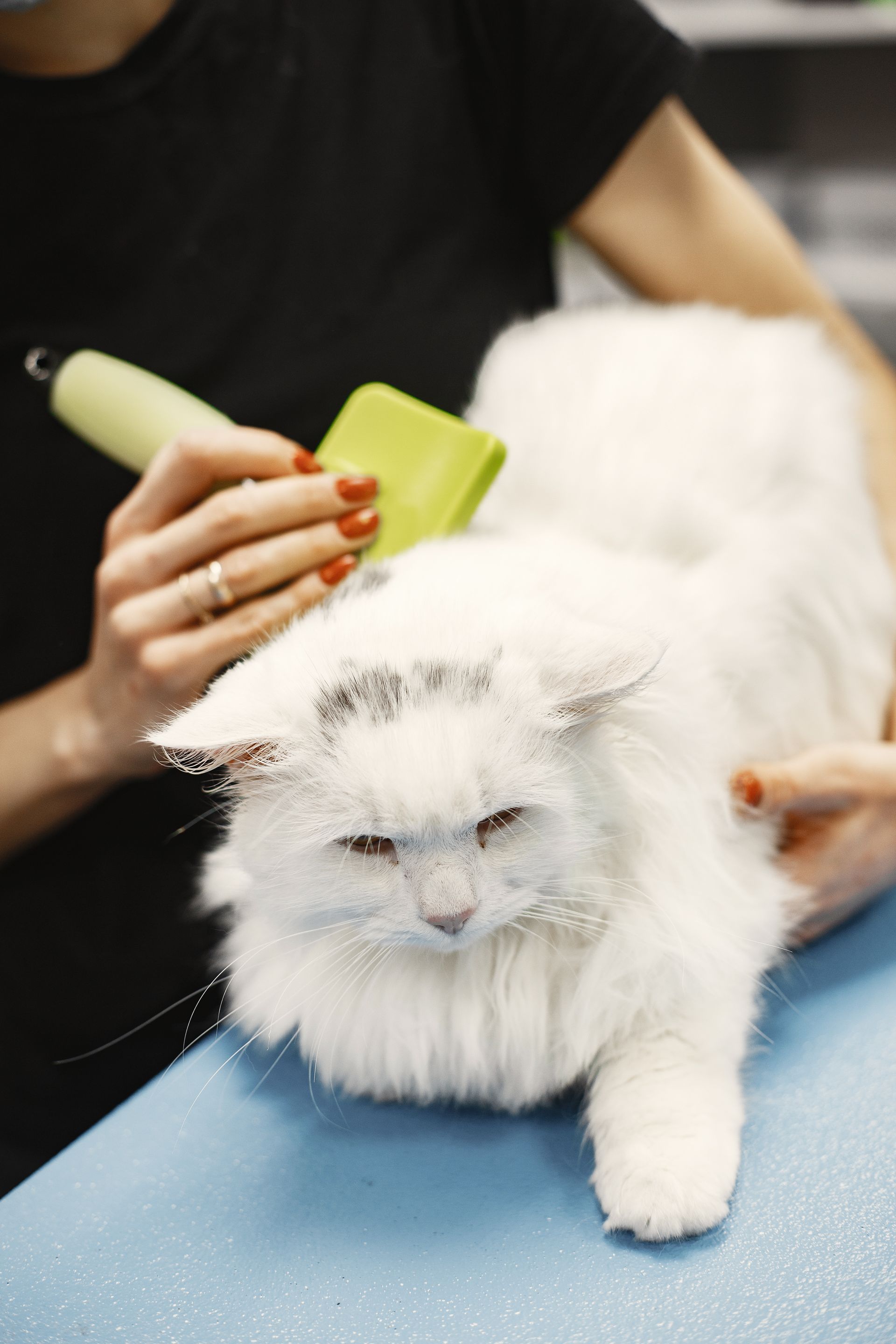 Mobile Cat Grooming for Anxious & Long-Haired Cats - Cat Grooming Tips For Anxious Cats