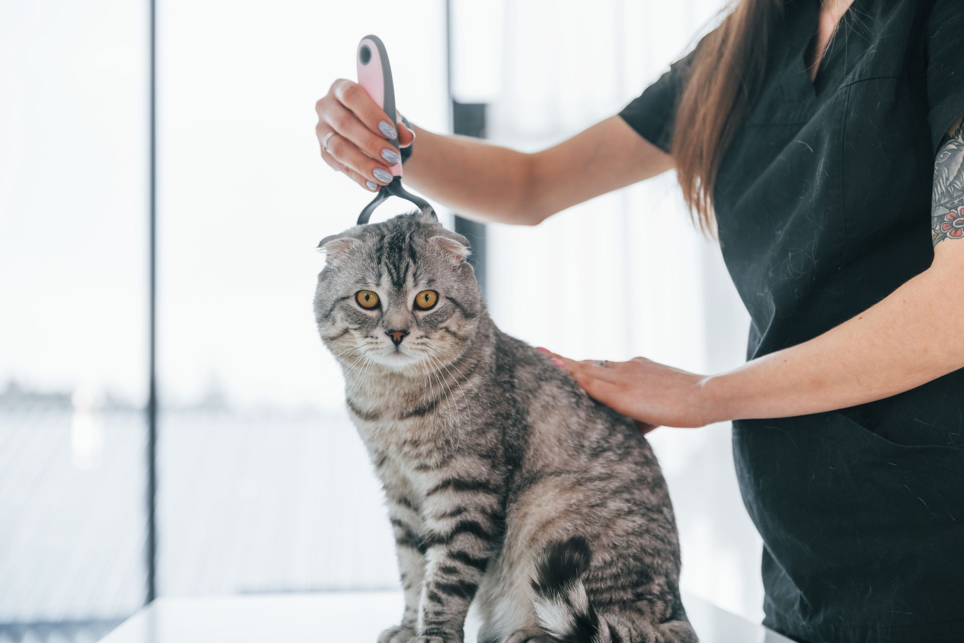 Image showcasing Behind the Van: How Mobile Pet Grooming Works