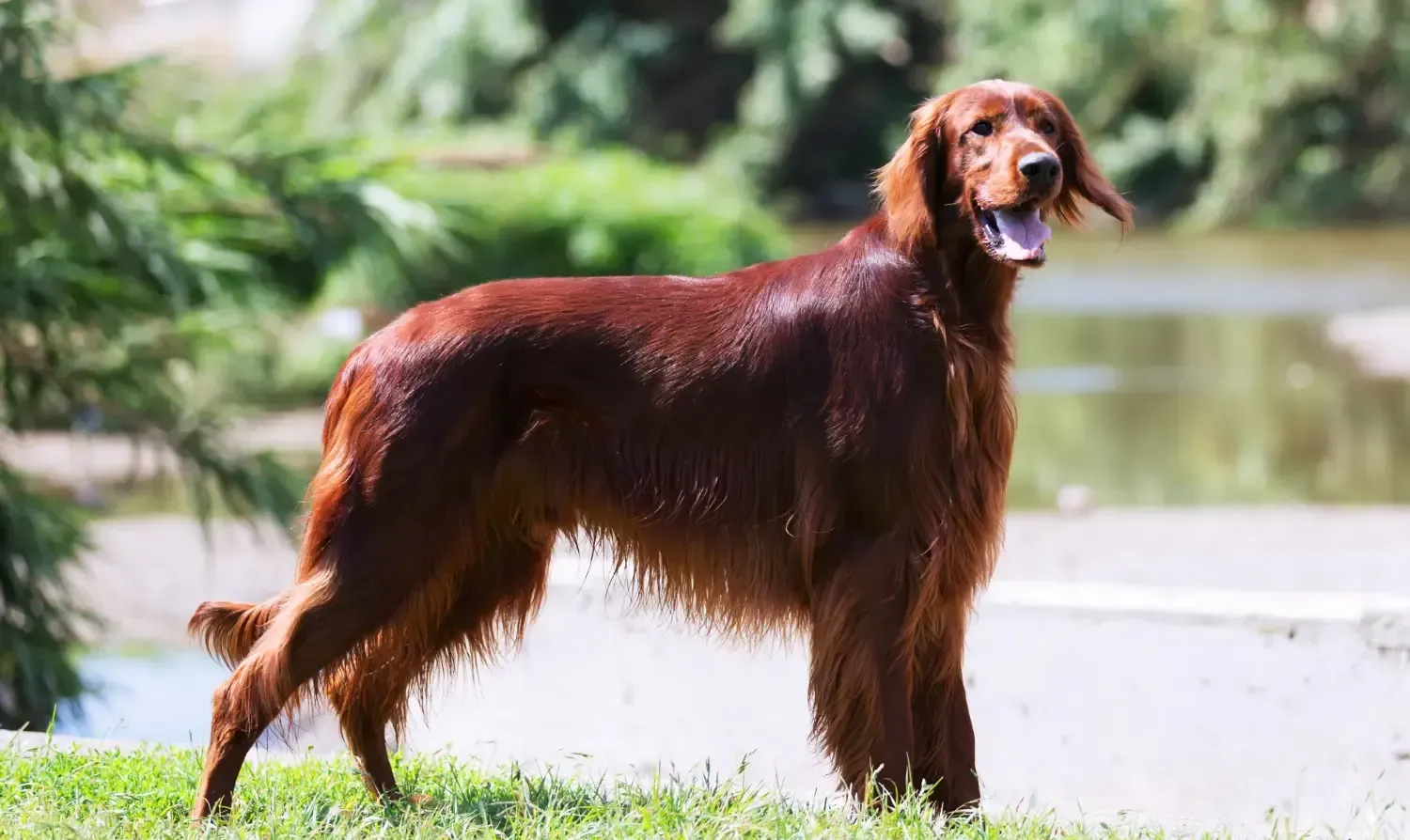  Afghan Hound
