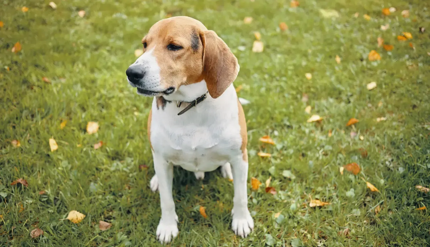American Foxhound