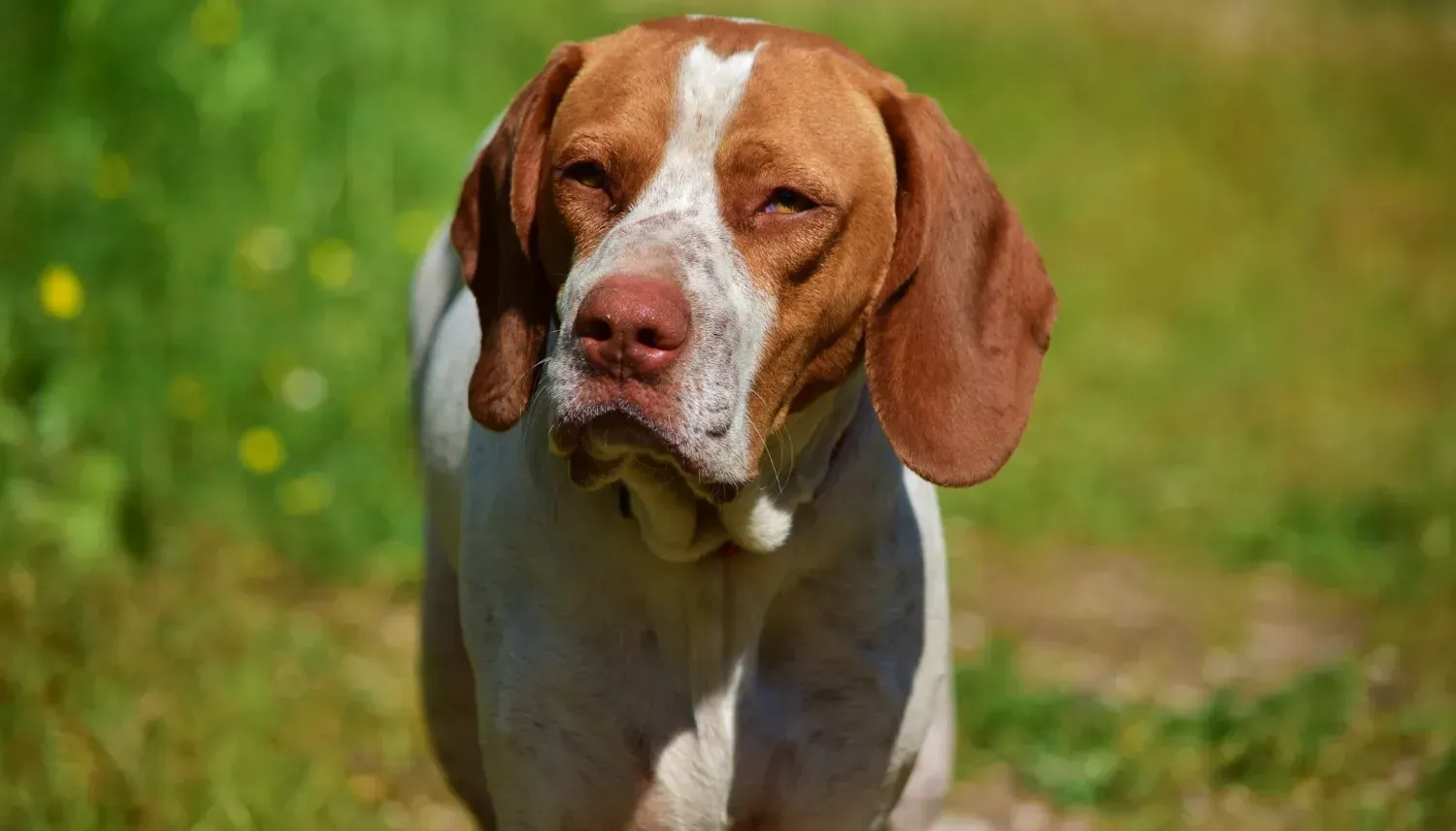 Saint Bernard