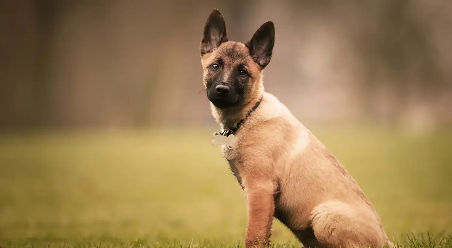 Belgian Malinois