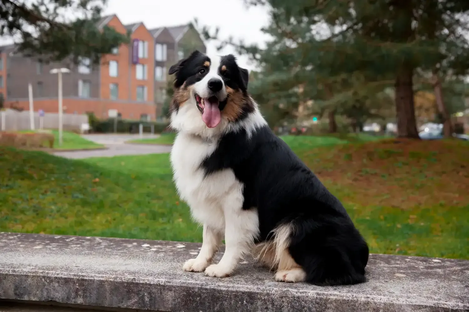 Bernese Mountain Dog