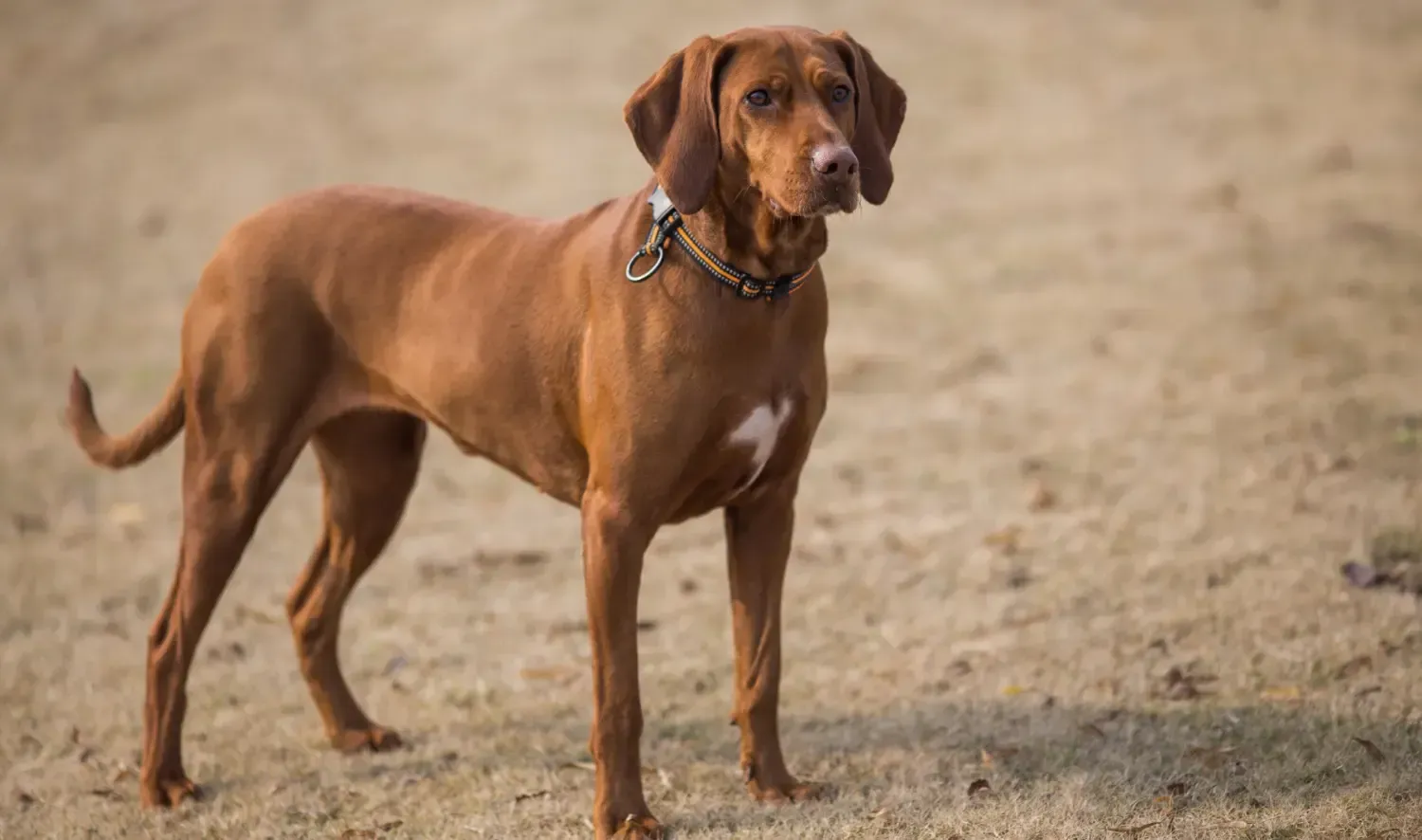 Bloodhound