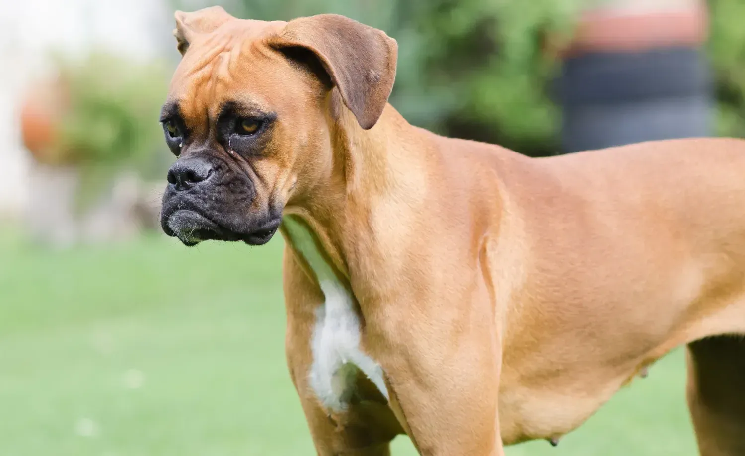Rottweiler