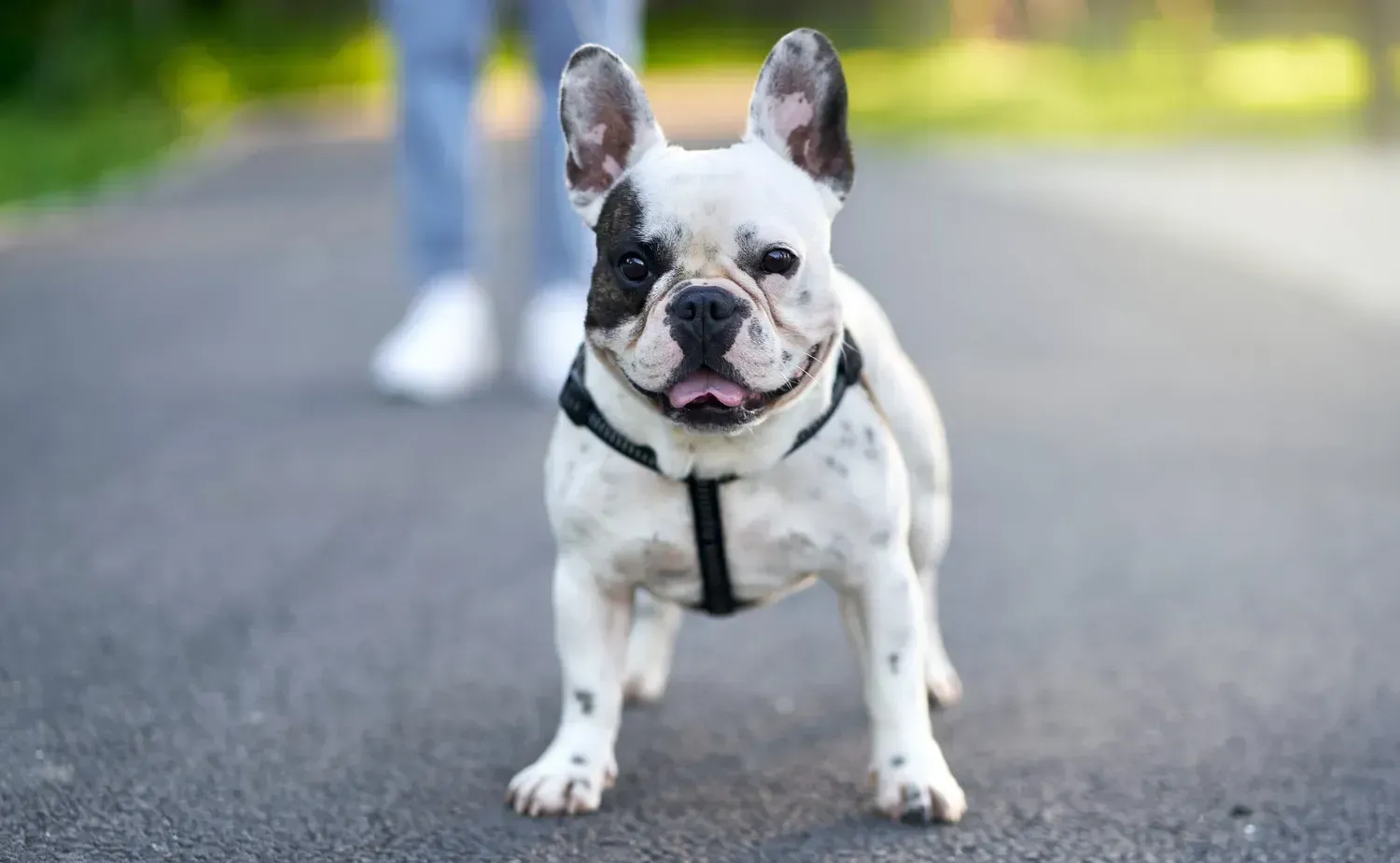 Bulldog
