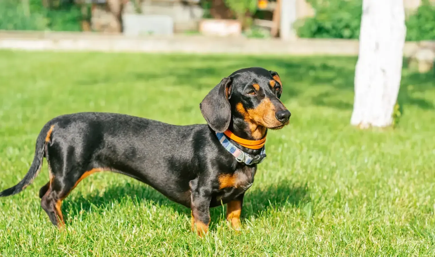 Dachshund