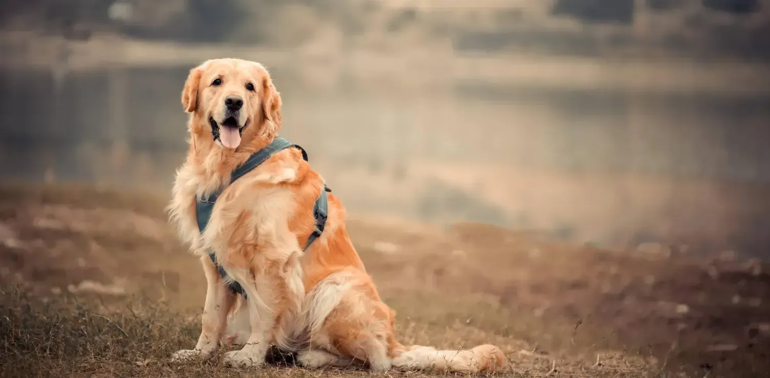 large dog breeds golden retriever