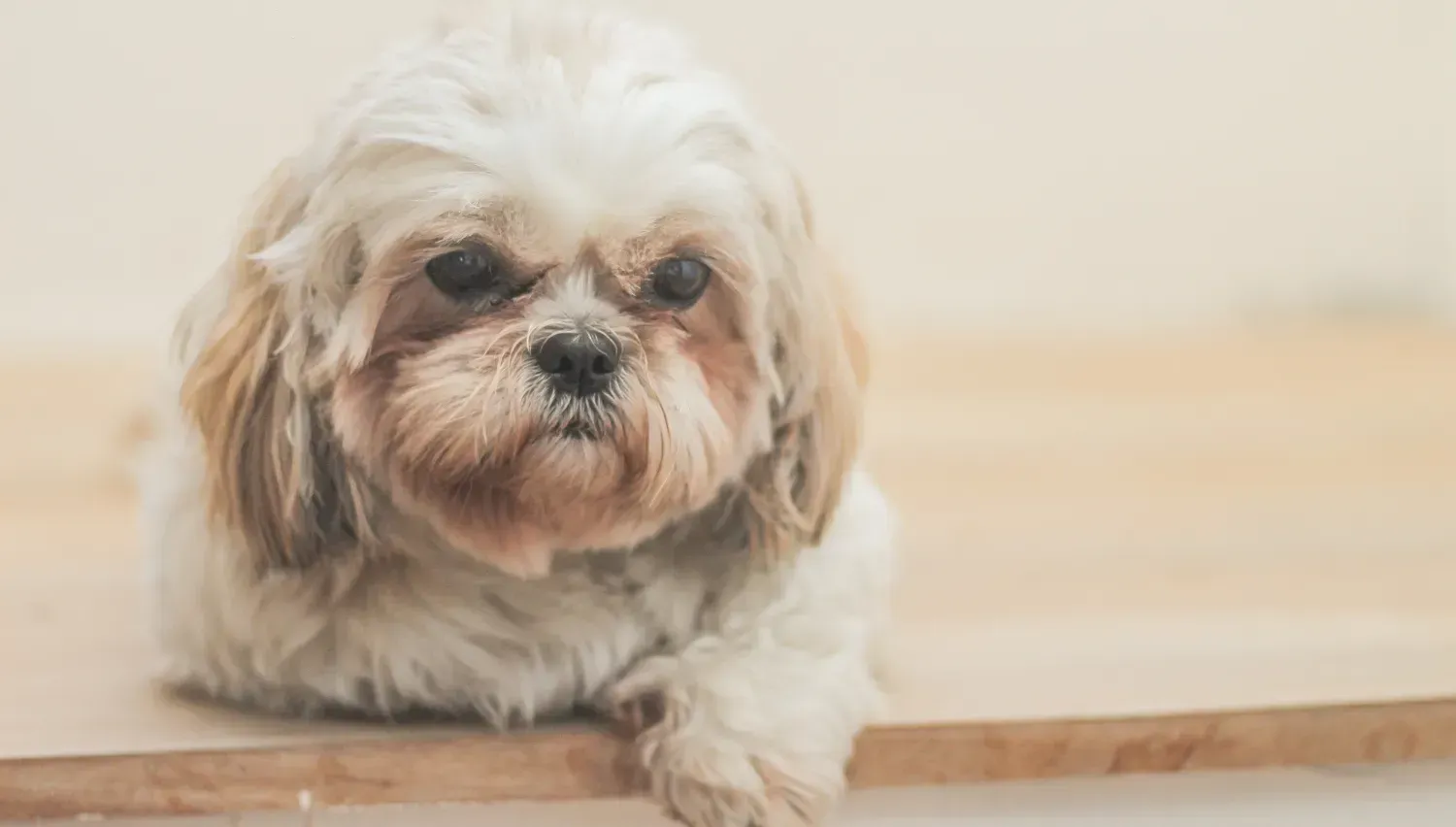 Havanese