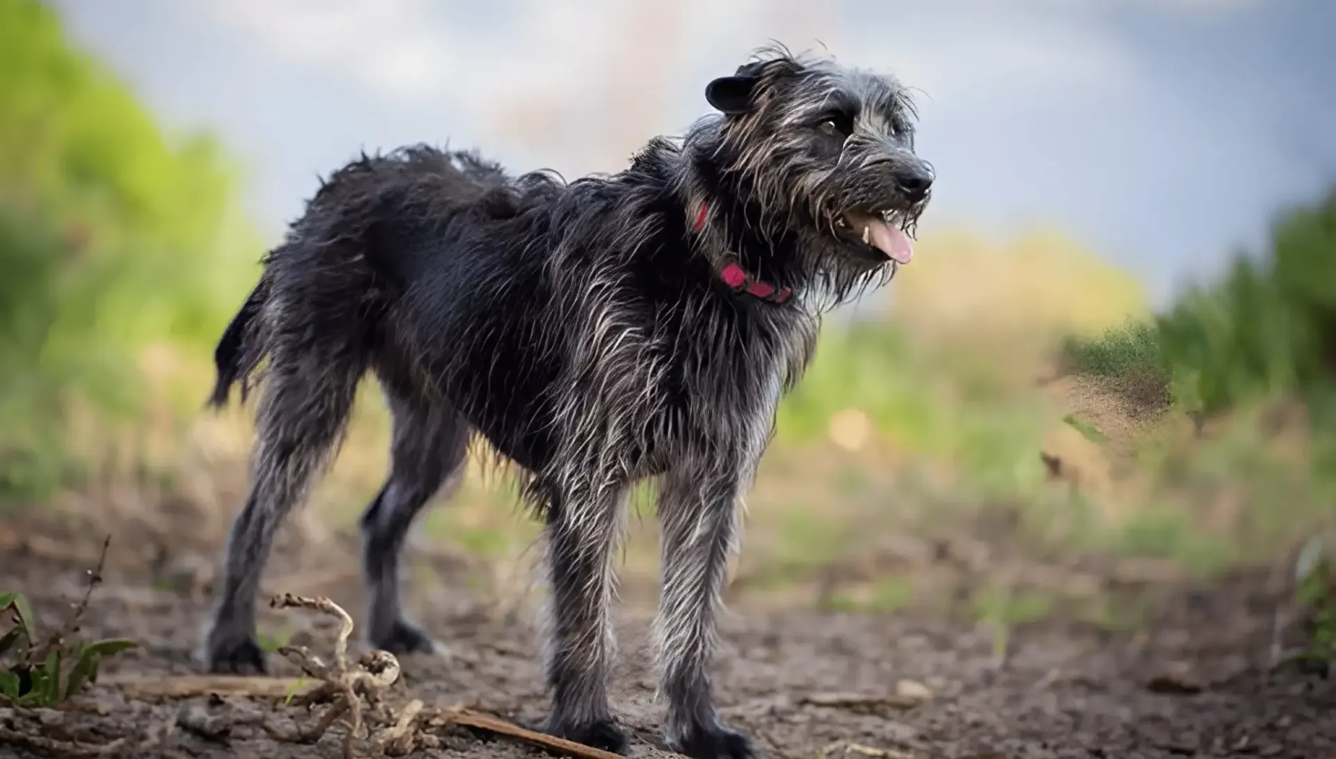 Irish Wolfhound