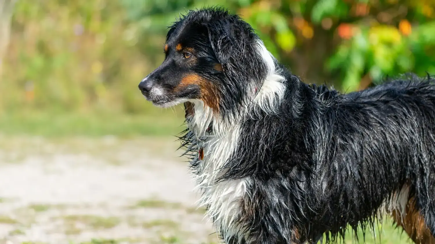Irish Wolfhound