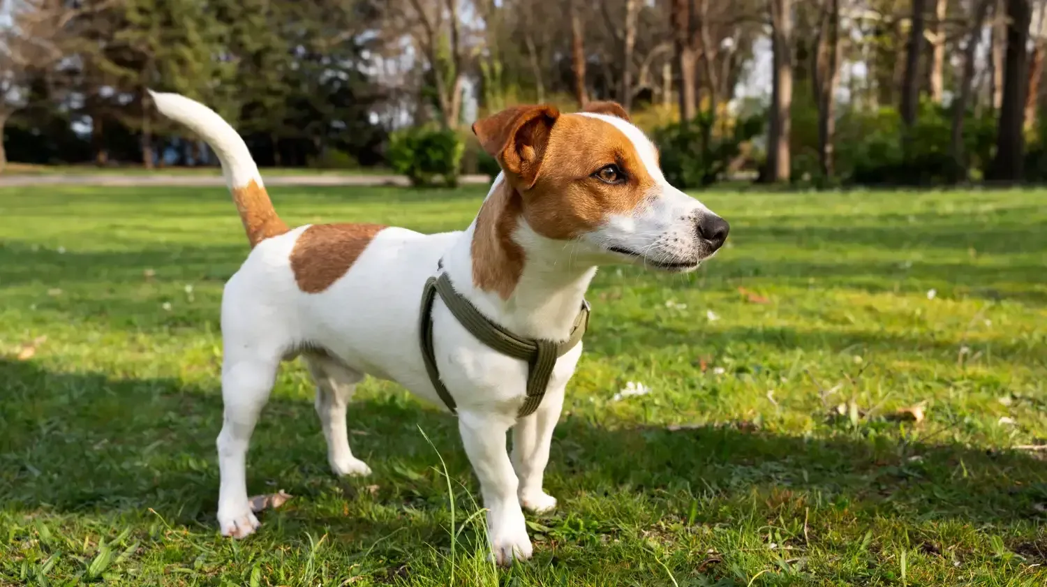 Jack Russell Terrier