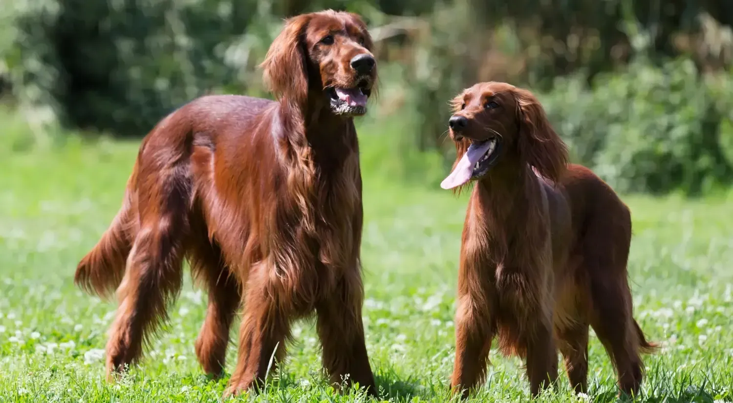 for families large companion dog breeds