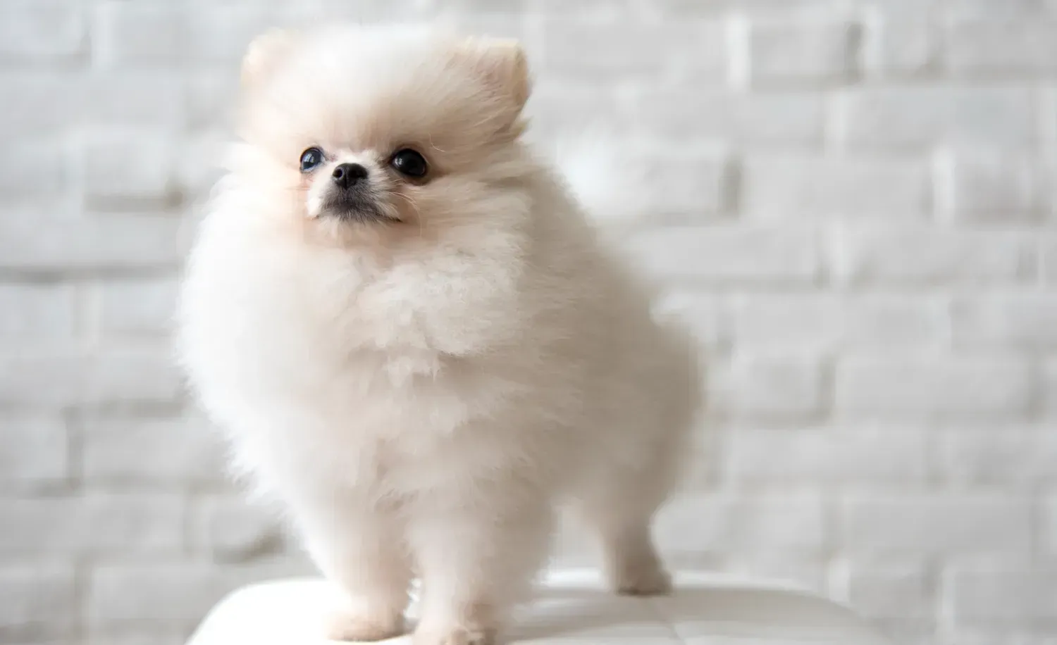 Maltese